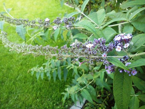 buddleja davidii flower flower buds