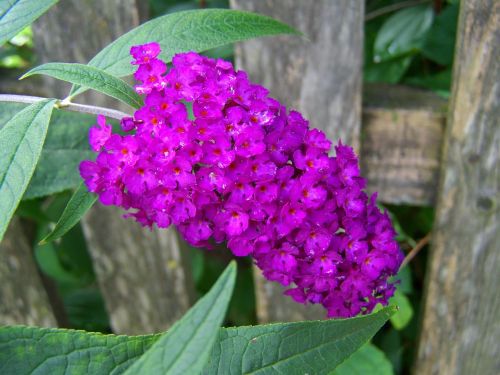 buddleja davidii purple summer flower garden