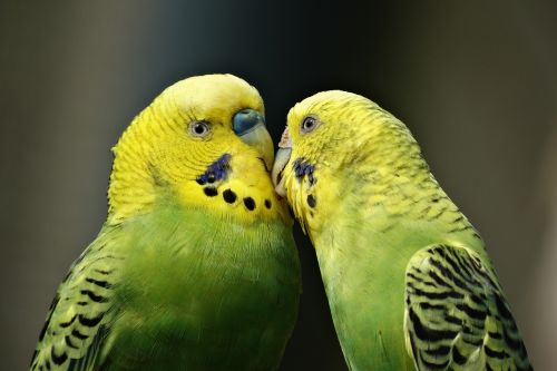 parrots couple kiss