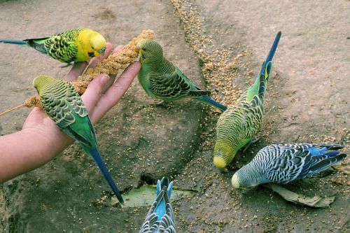 budgerigars birds feeding
