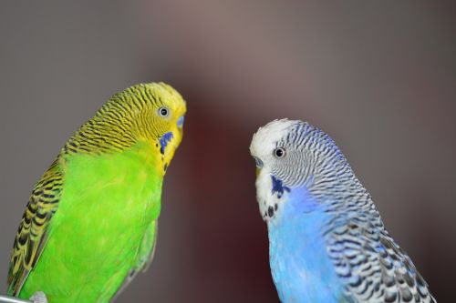 budgerigars blue bird