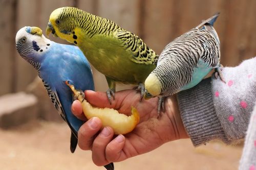 budgerigars bird animal