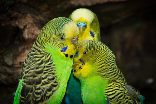 budgerigars  birds  animal world