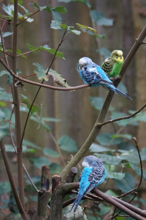 budgerigars canaries birds