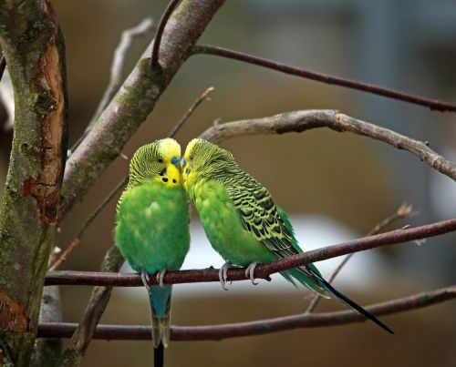 budgerigars pair green bird