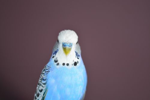 budgie blue bird