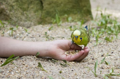 budgie bird hand