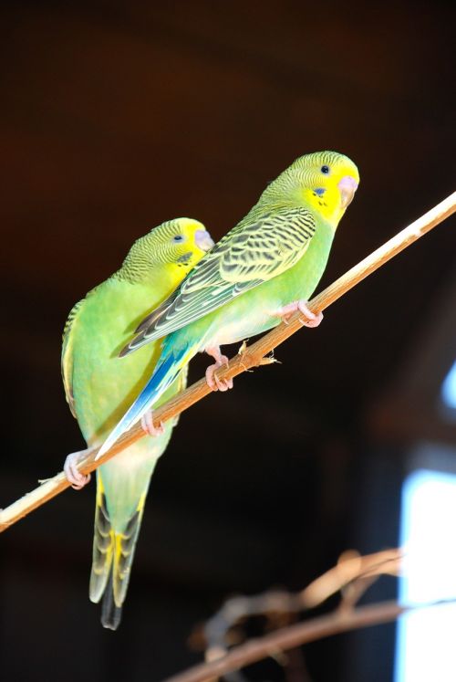 budgie bird green bird