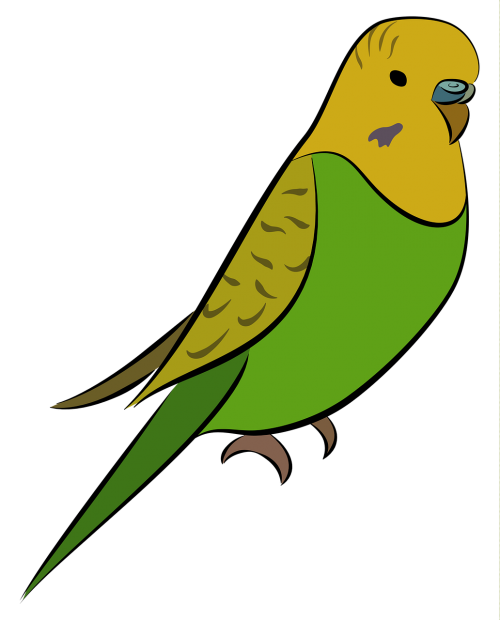 budgie parakeet bird