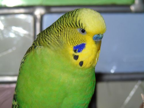 budgie parrot bird
