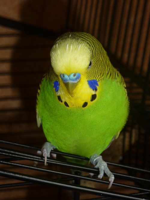 budgie bird animal