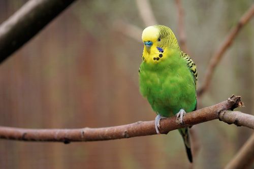 budgie bird parakeet