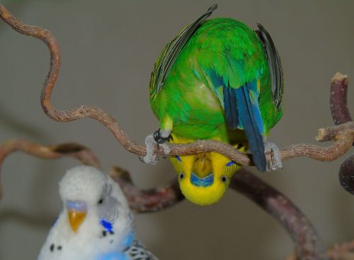 budgie parrot bird