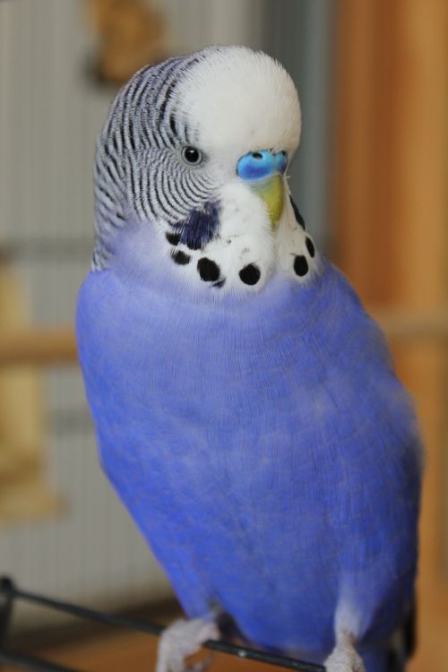 budgie blue parakeet