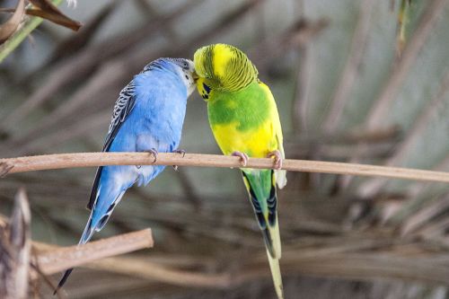 budgie bird colorful