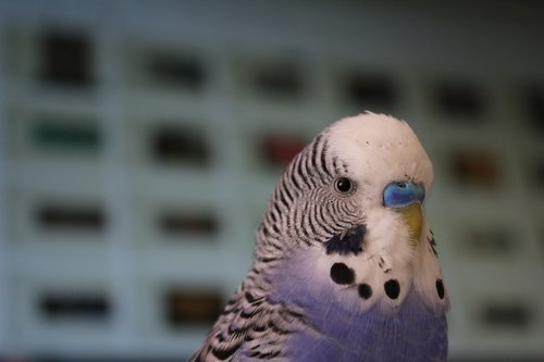 budgie  blue  parakeet