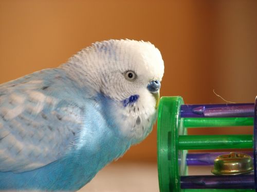 budgie bird blue