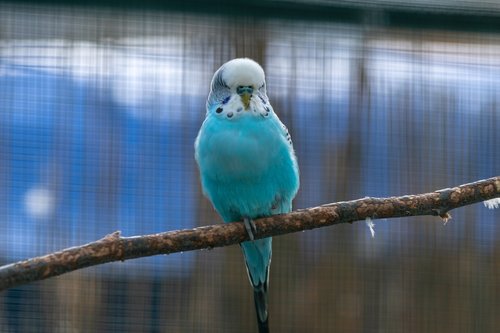 budgie  parakeet  bird