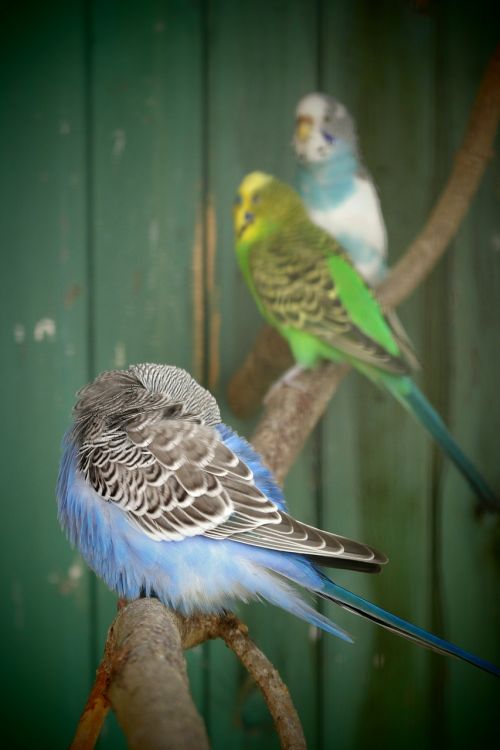 budgie colors young