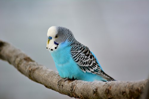 budgie  exot  close up
