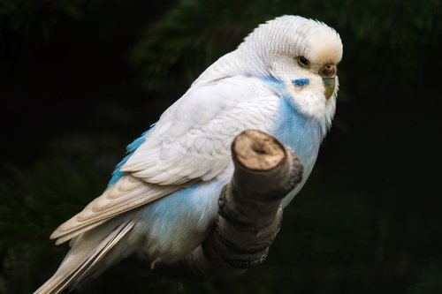 budgie  blue  plumage