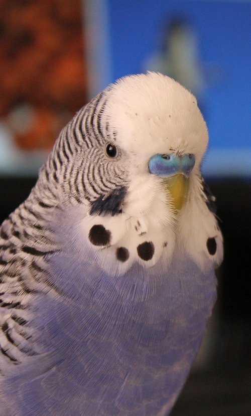 budgie  blue  parakeet