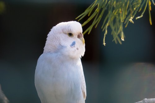 budgie  blue  plumage