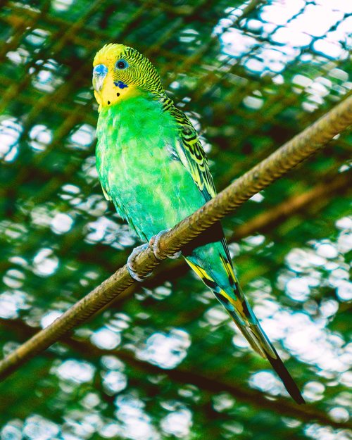 budgie  bird  parakeet
