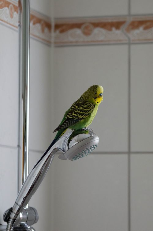 budgie green green bird