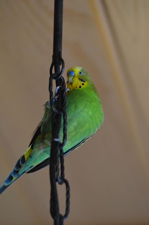 budgie green green bird