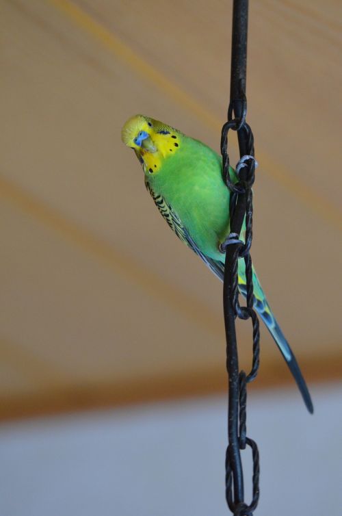 budgie green green bird