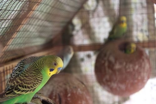 budgies shell parakeet lovebirds