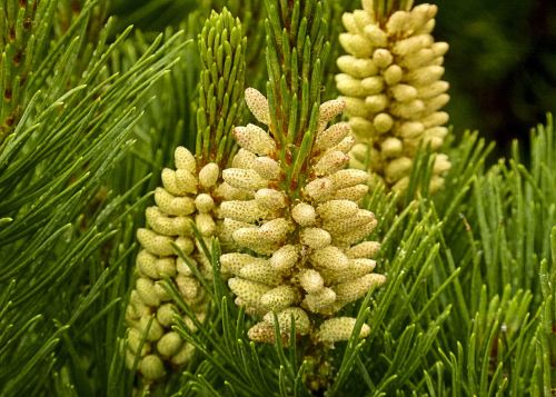 buds blossom pine