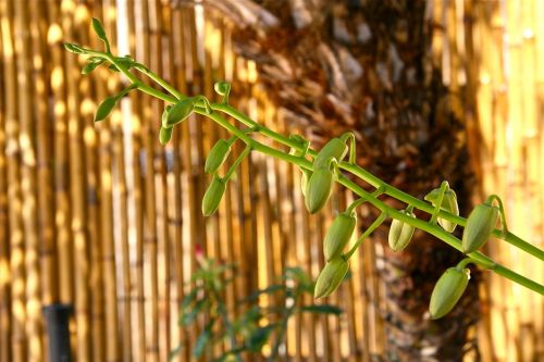 buds spike plant