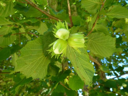buds hazelnuts leaves