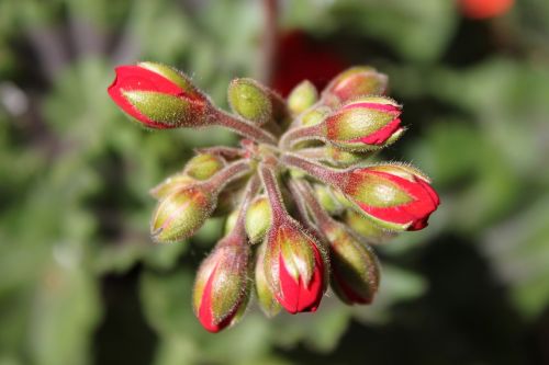 buds red pelargonia
