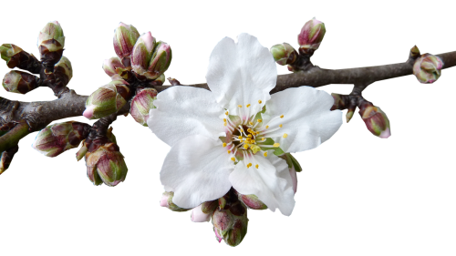 buds blossom almond