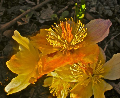 buds yellow flowers