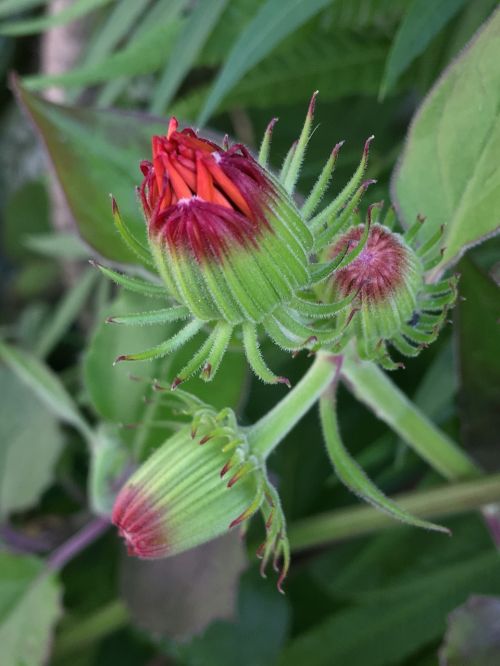 buds green red flower