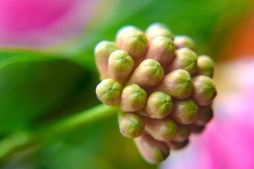 buds  flower  nature