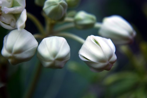 buds  flower  white