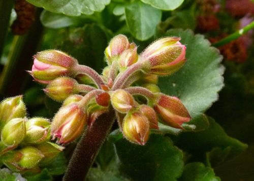 buds geranium flower