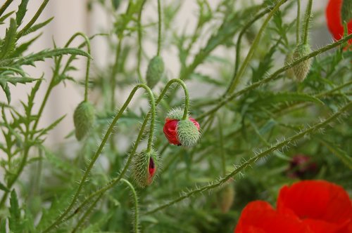 buds  buds of poppies  bloom