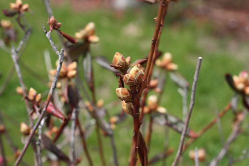 buds spring growing
