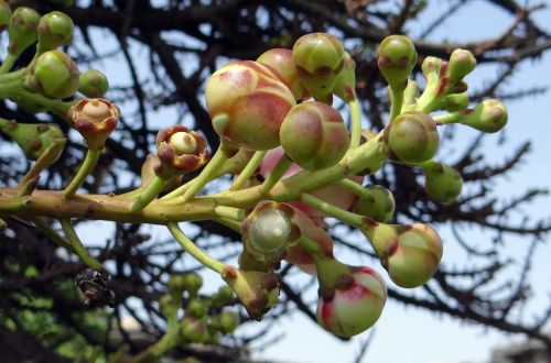 buds couroupita guianensis cannonball tree