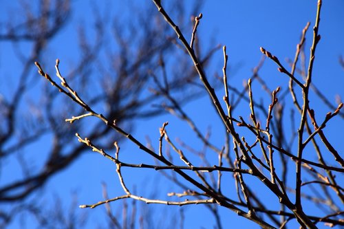 buds  sky  branches
