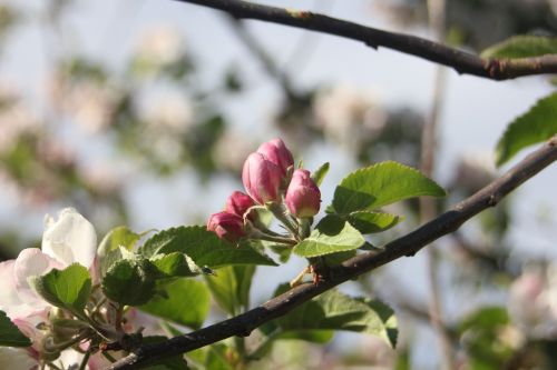 buds flowers tree