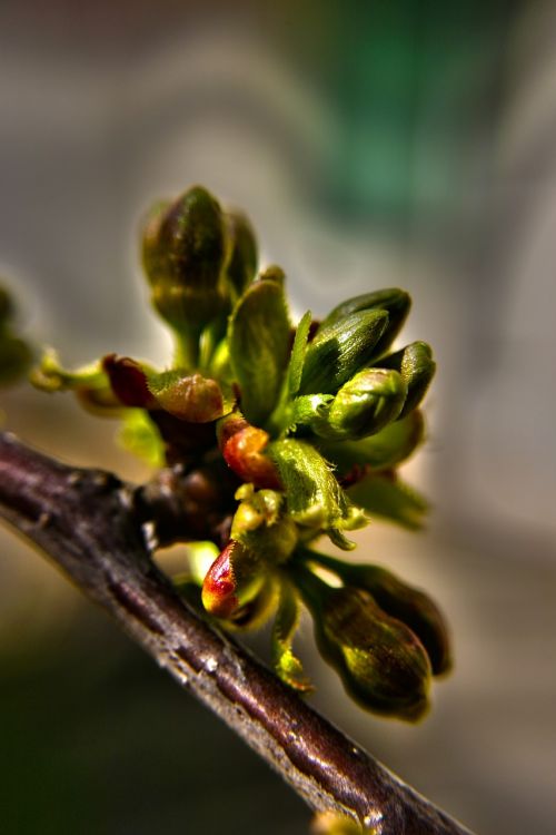 buds flower buds floral