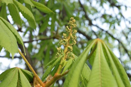 buds chestnut leaves