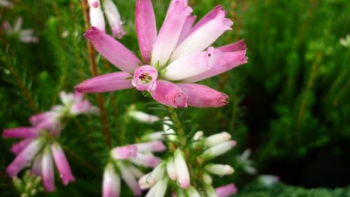 buds-heath flower pink